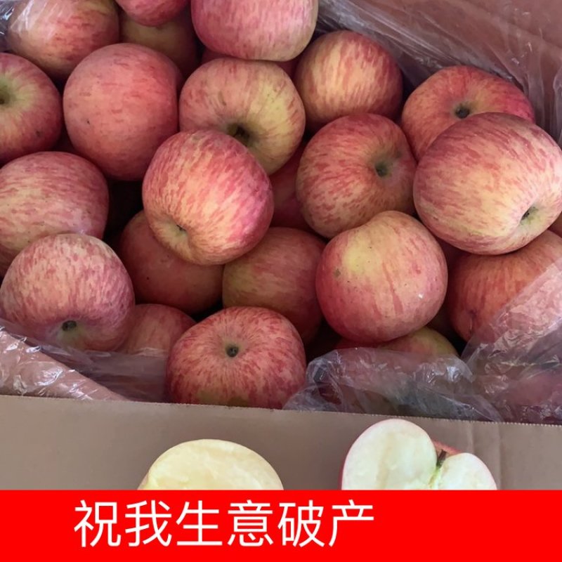 山东红富士苹果产地价格低，苹果大量质量保证支持全国发货