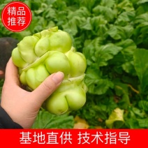 涪陵榨菜基地直供大量有货品质优新鲜可视频看货欢迎咨询来