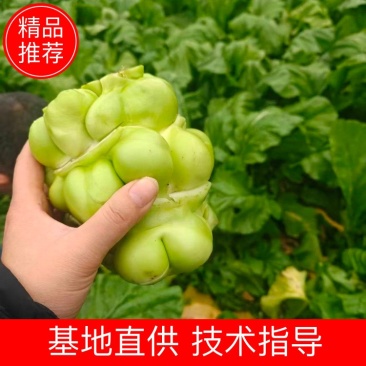 涪陵榨菜基地直供大量有货品质优新鲜可视频看货欢迎咨询来