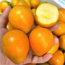 大凉山脆蜜金桔【一件代发】一手货源量大价优欢迎致电咨询