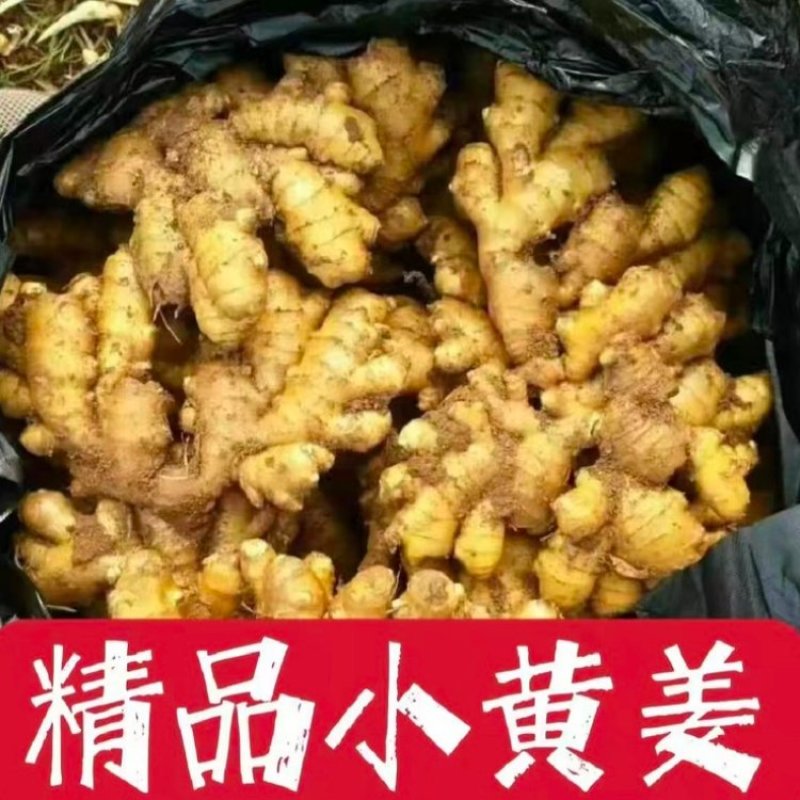 【生姜】小黄姜产地直销量大质优价格优惠欢迎老板采购