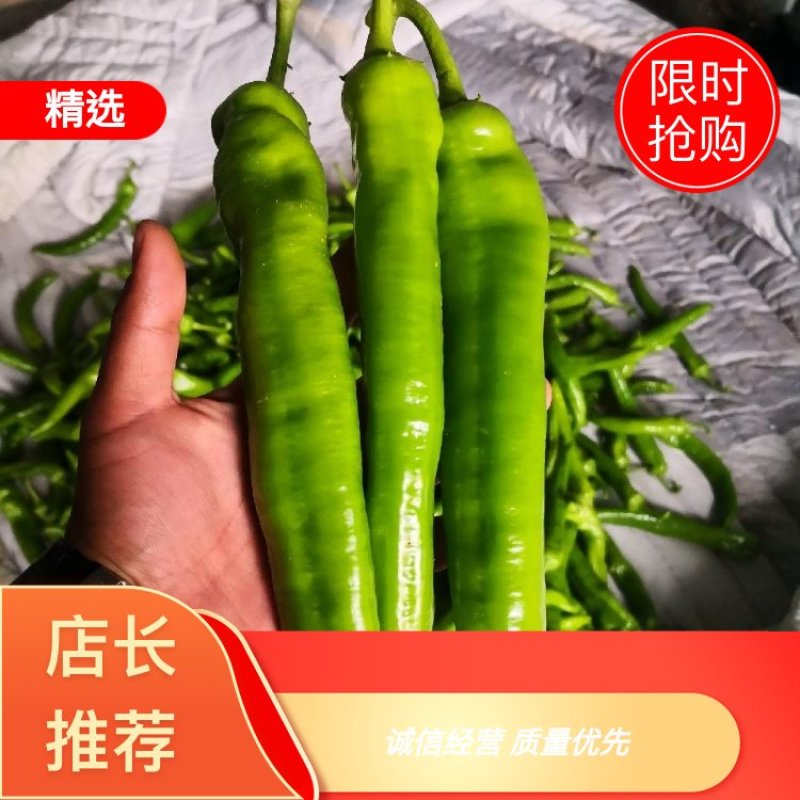 精品尖椒产地直供，一手货源大量供应市场，商超电商