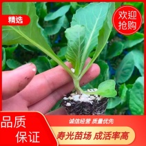 山东优质黄心暄麒麟甘蓝苗品质保证成活率高大量货源