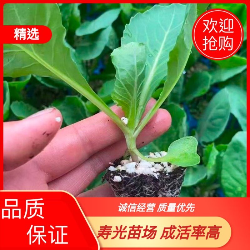 山东优质黄心暄麒麟甘蓝苗品质保证成活率高大量货源