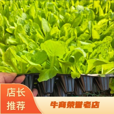 山东寿光白菜苗大白菜苗品质保证大量现货量大优惠