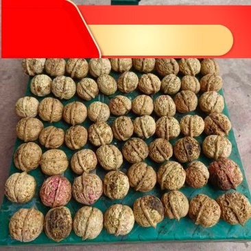 《大麻子核桃》云南核桃//自家加工/保质保量欢迎采购