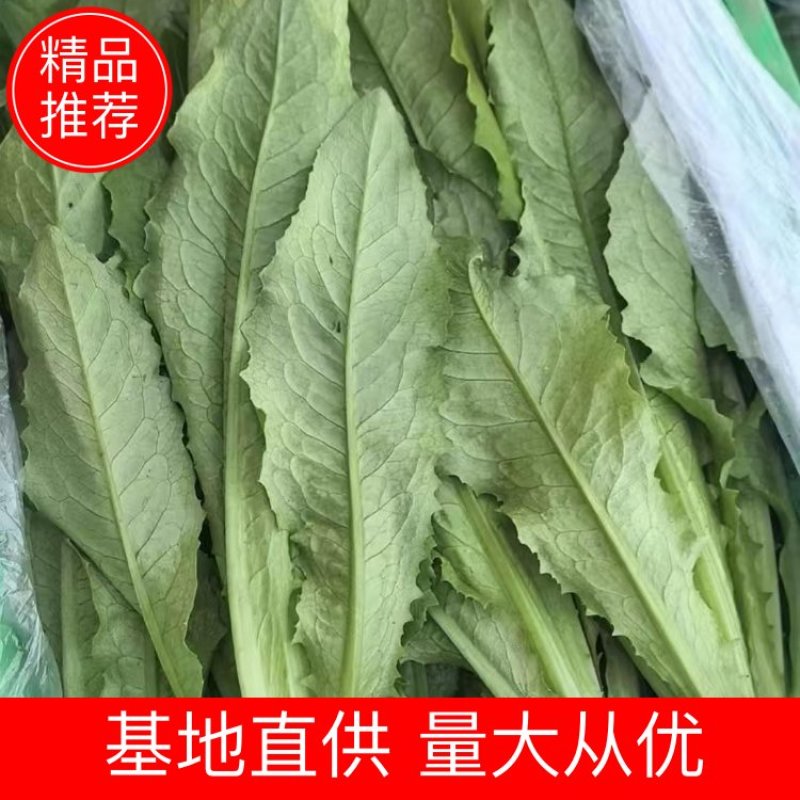 油麦菜河北邯郸基地直供对接电商市场商超量大从优视频看货