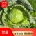 甘蓝加工厂电商食堂甘蓝颜色青绿量大可优现砍发货