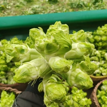 儿菜产地直销量大质优价格优惠一手货源欢迎咨询采购