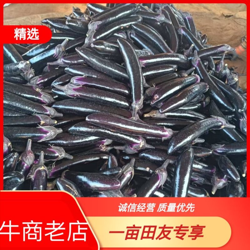 【推荐】紫长茄大量供应，货源充足，产地直发，欢迎采购