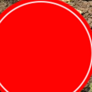 铁棍山药种苗栽原种豆苗