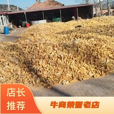 【牛】河北承德粮食玉米自家种植喂牛羊饲料的好选择