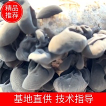 森林黑木耳头茬新木耳内蒙古森工国企出品产地直供
