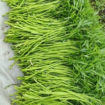 新货上市！鲜嫩长豆角