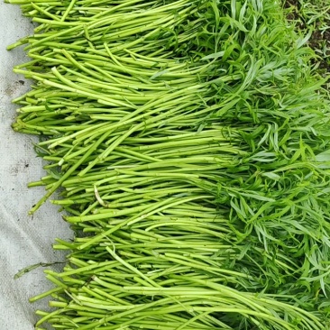 新货上市！鲜嫩长豆角