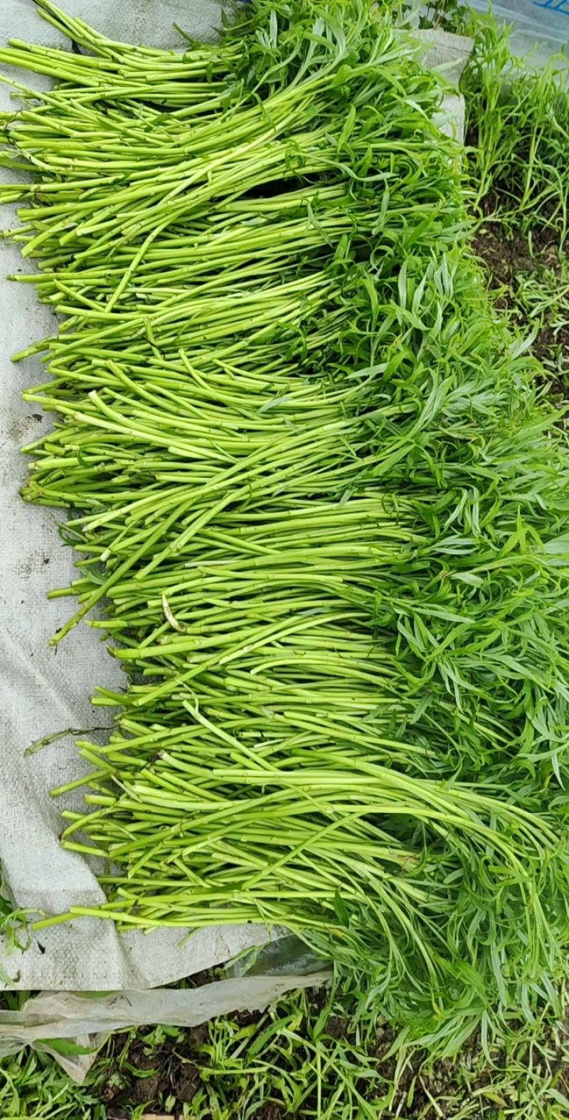 新货上市！鲜嫩长豆角