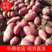 云南红皮土豆，新鲜现挖，粉面香甜，欢迎各位老板前来选购