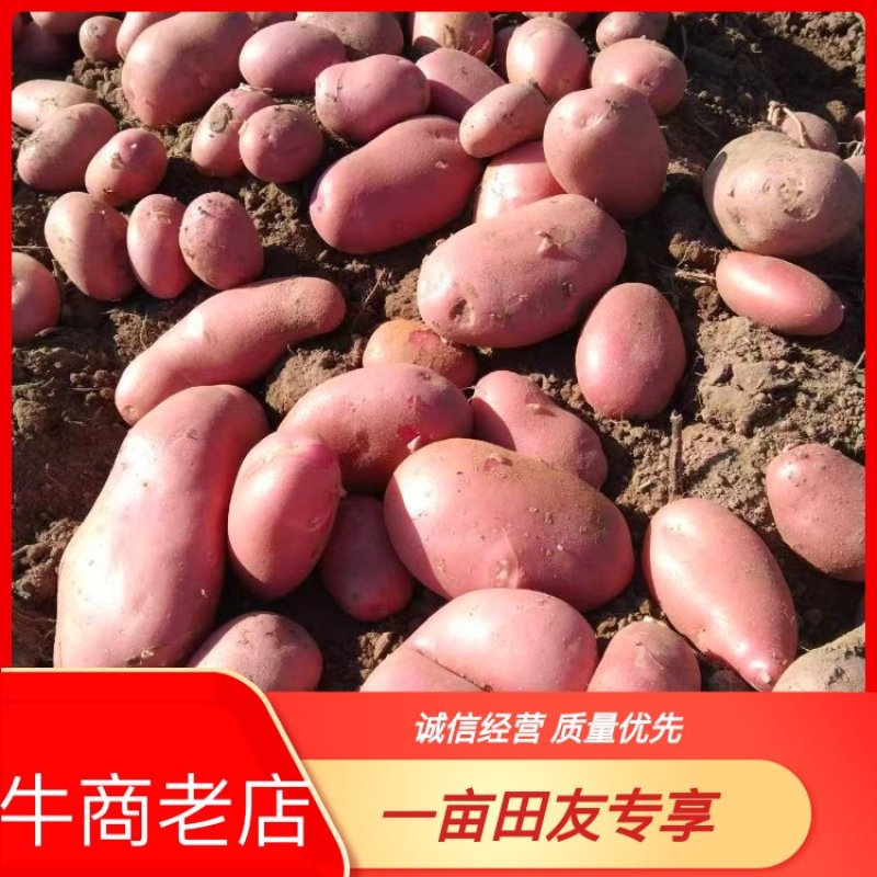云南青暑九号大量上市，精品规格齐全品质保障欢迎咨询