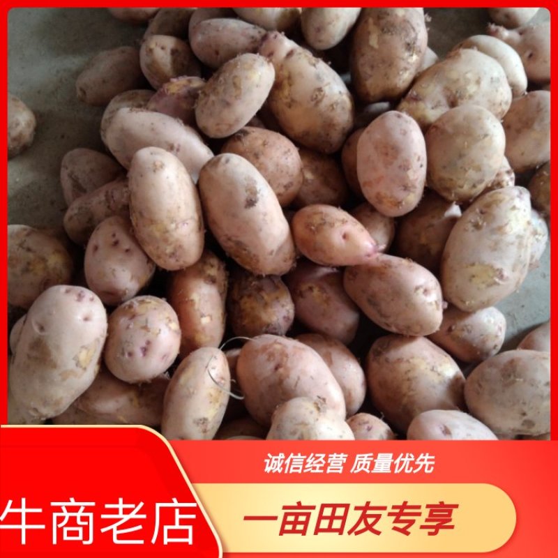 云南精品土豆大量上市规格齐全品质保障欢迎咨询