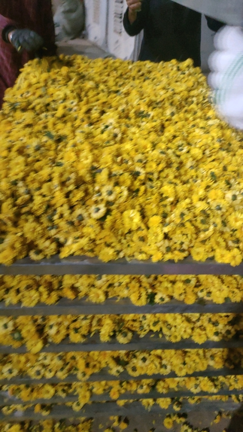 新货上市！金黄小黄菊花茶