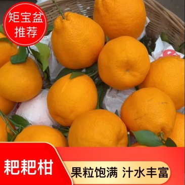 耙耙柑春见耙耙柑果粒饱满甘甜爆汁产地直供