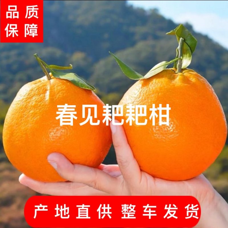 春见耙耙柑柑甜爆汁新鲜采摘产地直发量大从优欢迎采购