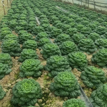 自家种黄心菜新鲜上市