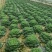 自家种黄心菜新鲜上市