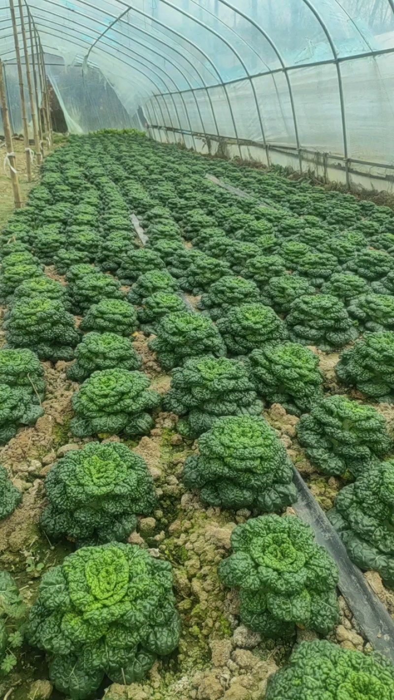 自家种黄心菜新鲜上市