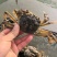 新货上市！肥美大闸蟹新鲜到家～产地全国发货起发30斤或凑箱
