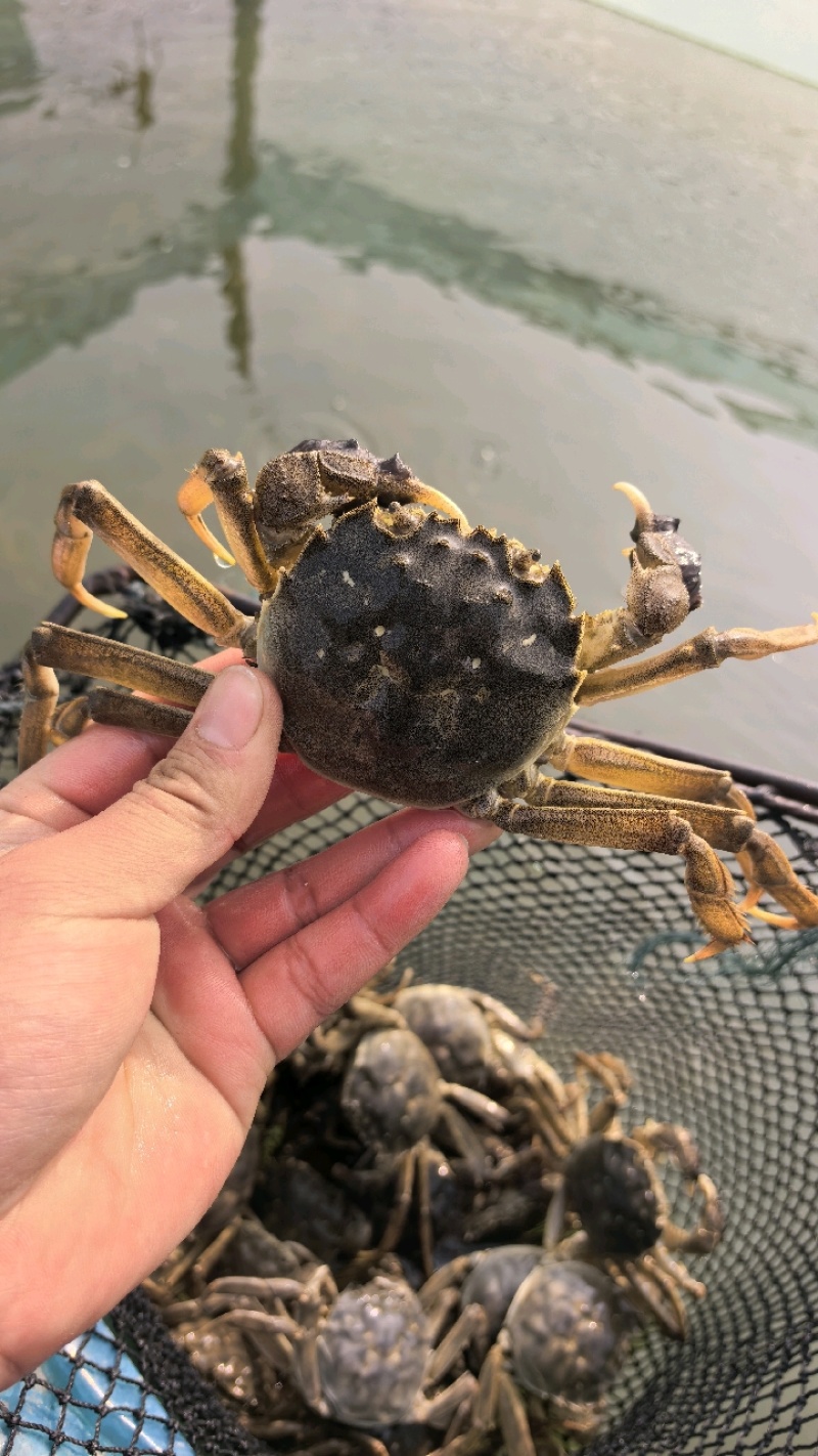 新货上市！肥美大闸蟹新鲜到家～产地全国发货起发30斤或凑箱