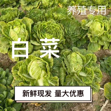 白菜养殖厂用一手货源产地直发货量充足量大优惠