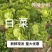白菜养殖厂用一手货源产地直发货量充足量大优惠