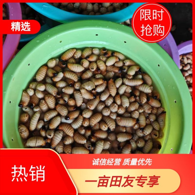 笋虫