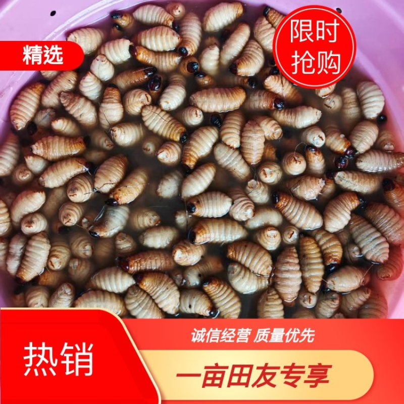 笋虫