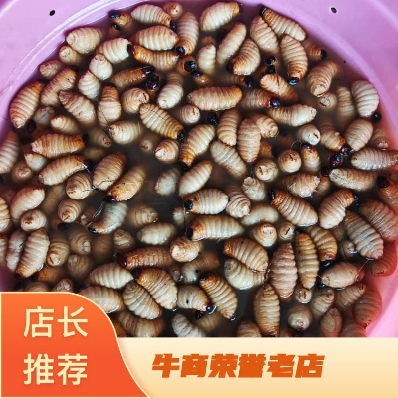 笋虫