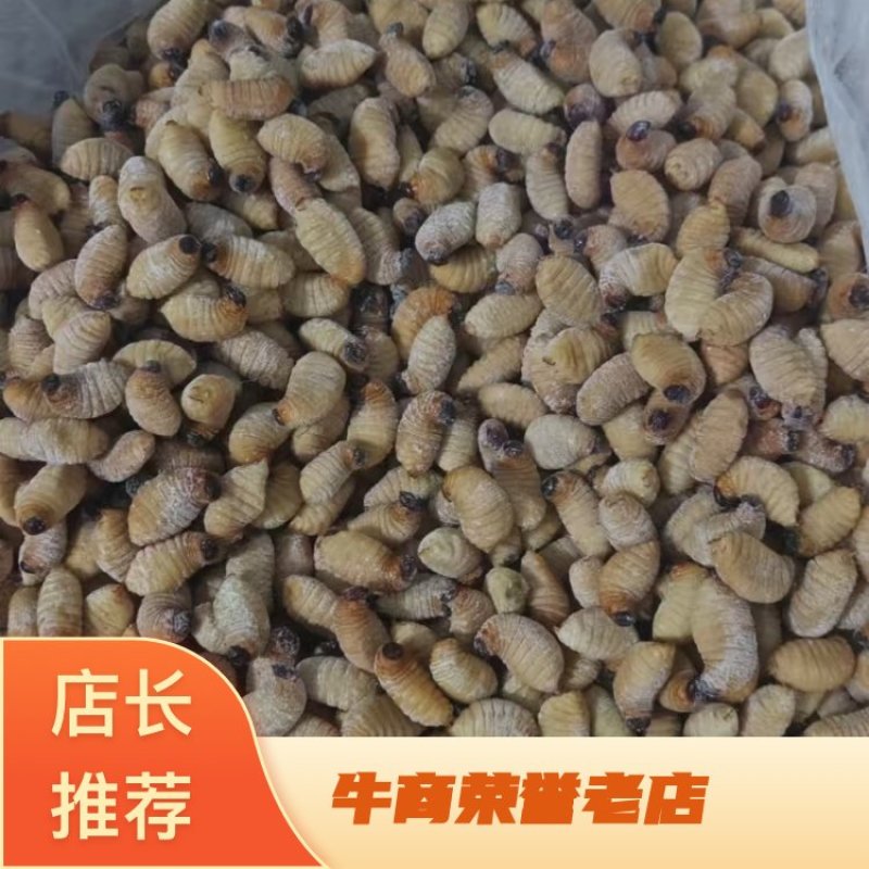 笋虫