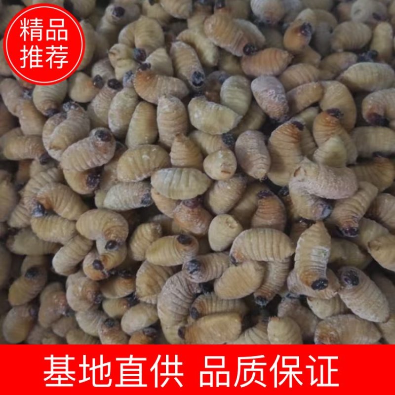 笋虫