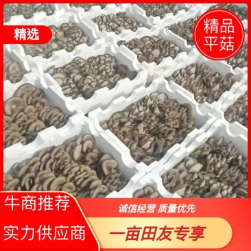 甘肃鲜平菇各种包装规格齐全可代发全国支持视频看货