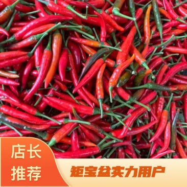广西产地精选小米椒，产地货源一手供应，精品小米辣