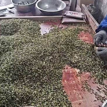 莲子手工莲子心边莲子心一根根的颜色漂亮，机器开边莲子心