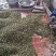莲子手工莲子心边莲子心一根根的颜色漂亮，机器开边莲子心