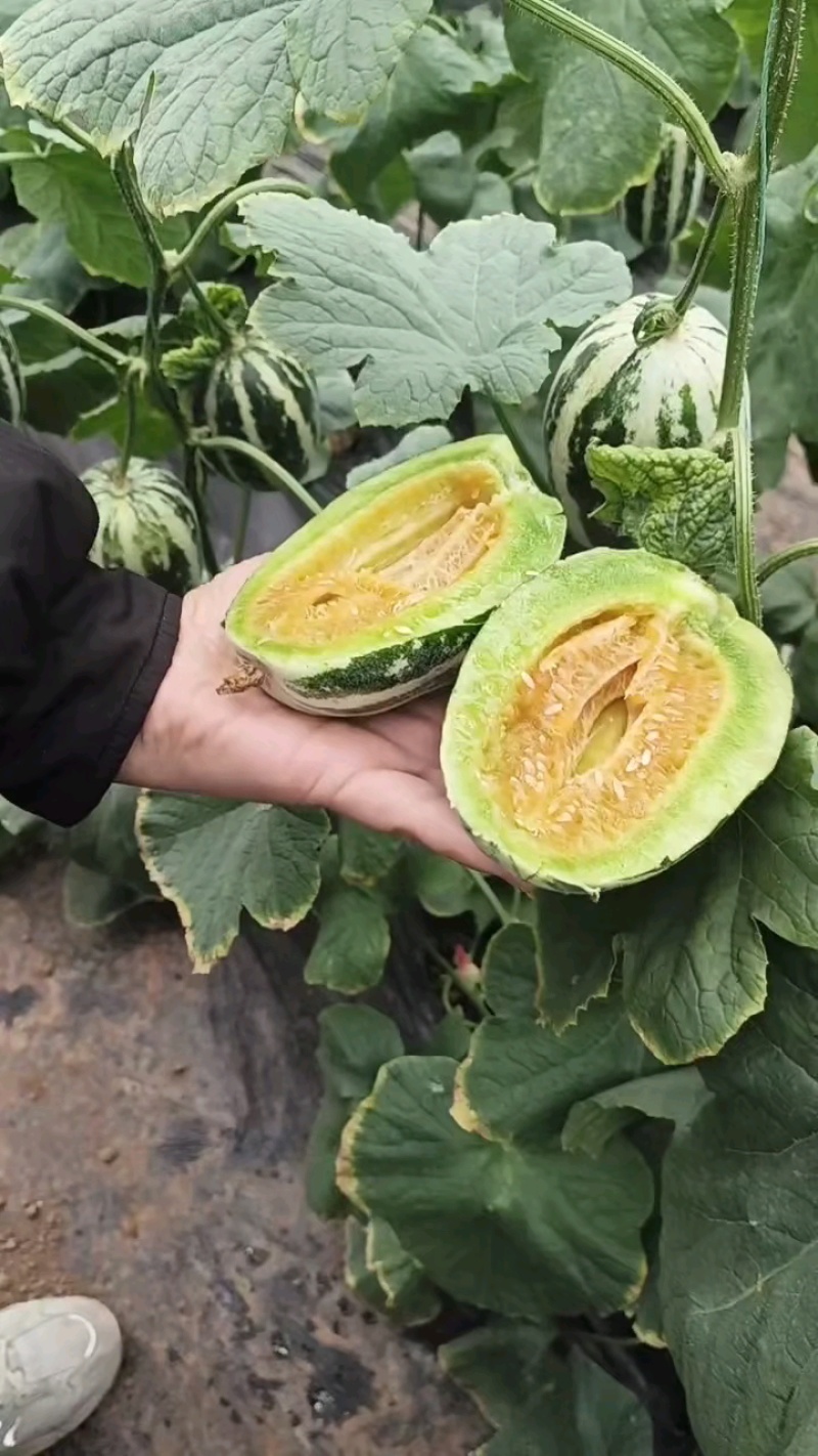 博洋九甜瓜，大量上市，价格便宜，，种植面积大，欢迎全国各