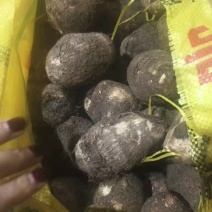 奶油毛芋头，货源充足，全国发货。坏烂包赔