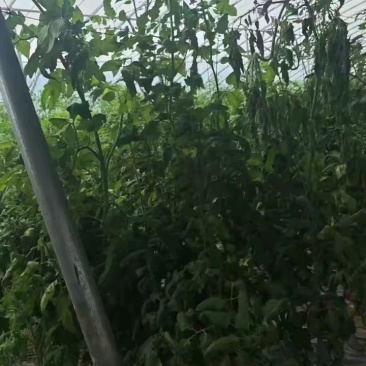 沙瓤爆汁西红柿，大量有货，5两以上！