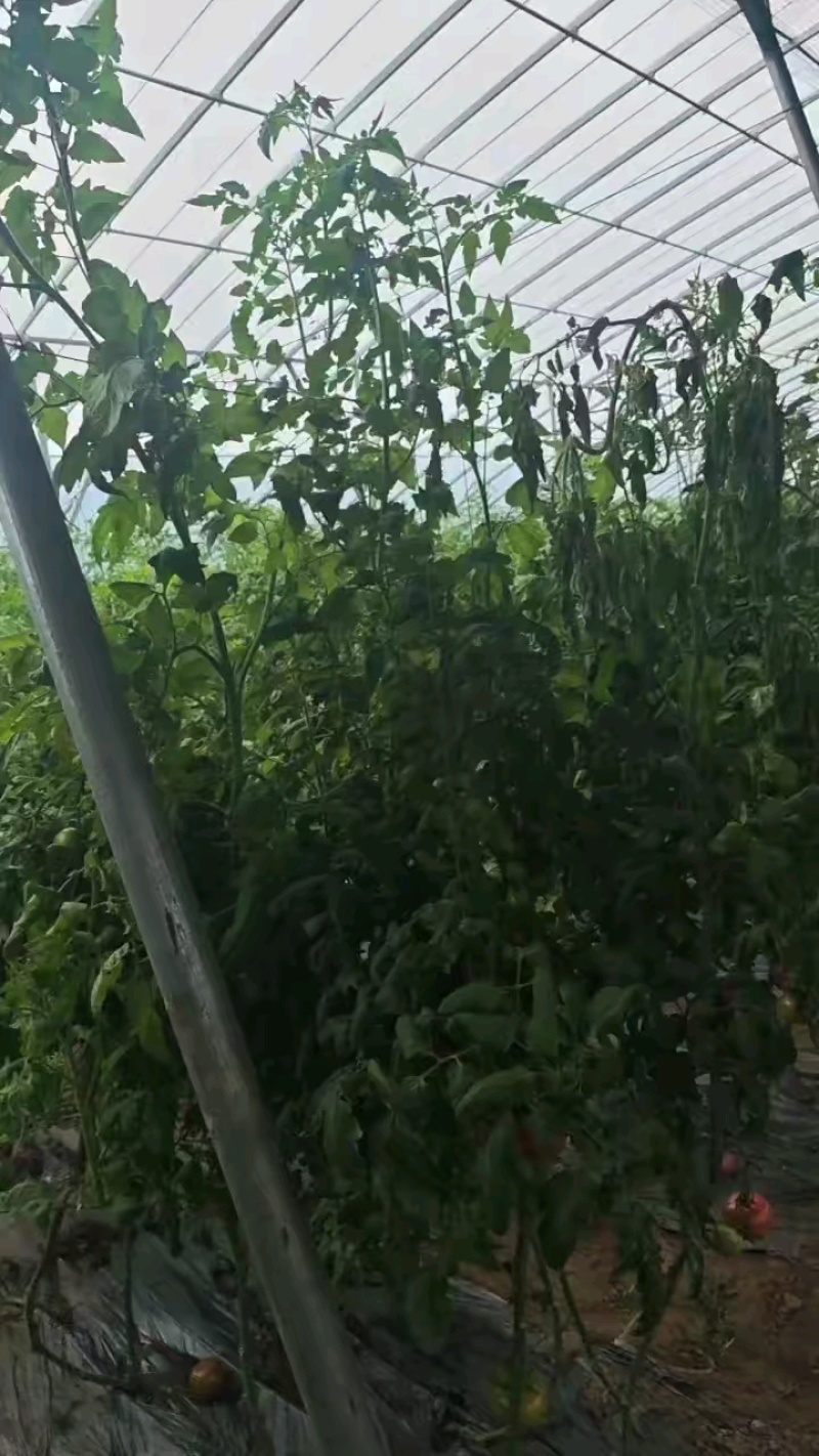 沙瓤爆汁西红柿，大量有货，5两以上！