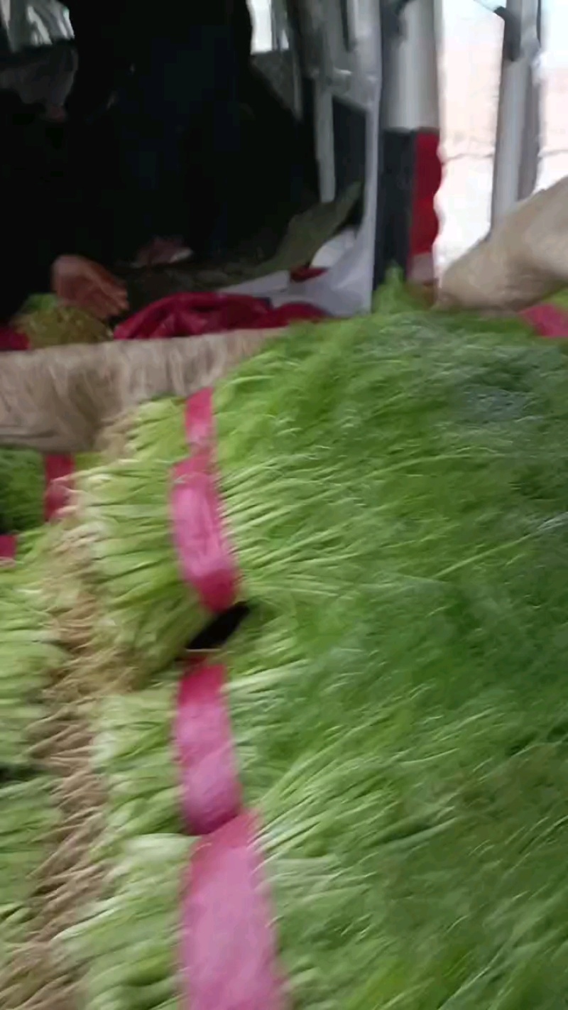 茴香产地直供保证质量代发全国