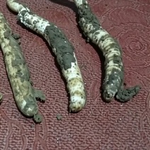 新鲜冬虫夏草，原生态不泡水，按品质定价