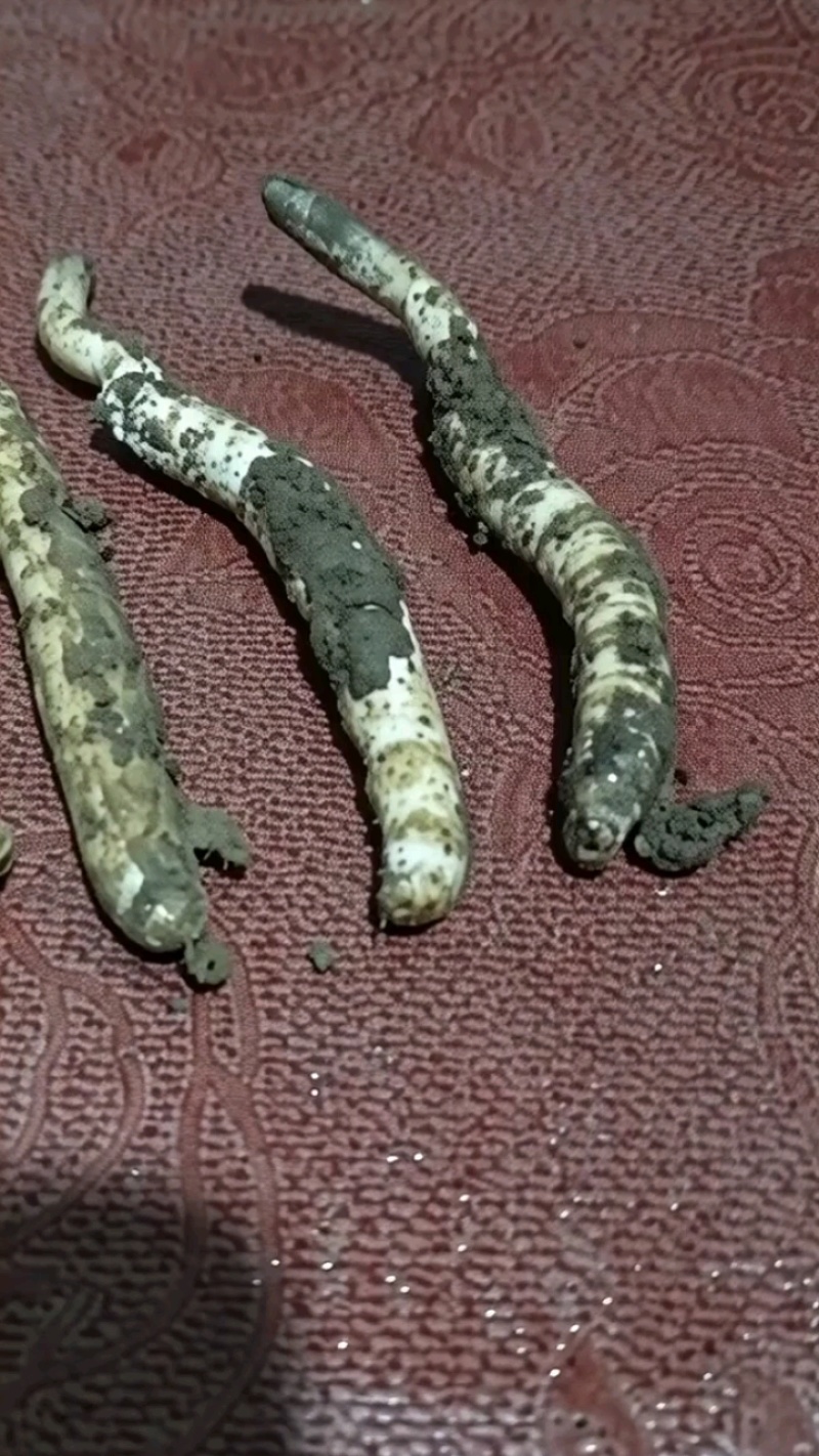 新鲜冬虫夏草，原生态不泡水，按品质定价