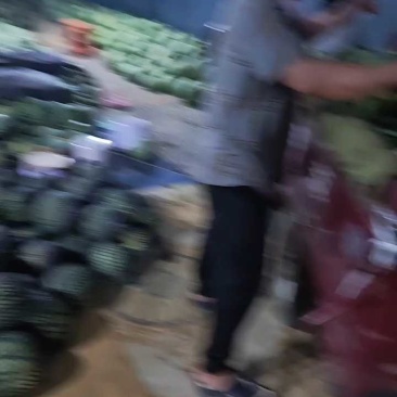 《推荐》大棚无籽美都，麒麟西瓜，甜度高，皮毛靓，品质依旧
